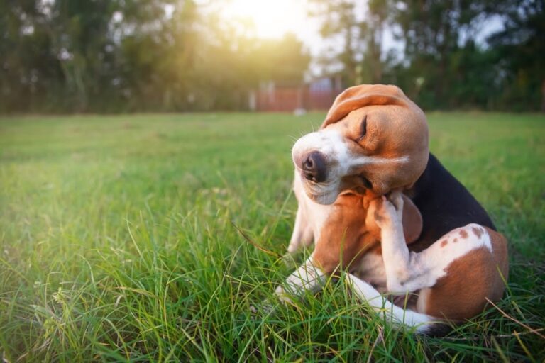 Le pulci del cane