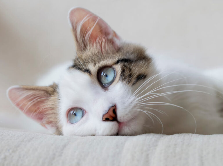 Costo dell’eutanasia del gatto