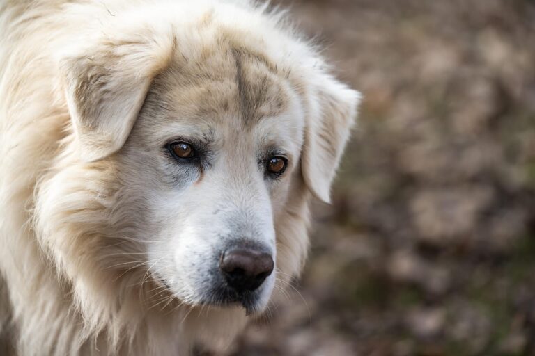 Costo operazione lipoma cane: prezzi, sintomi e intervento