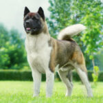 Akita americano