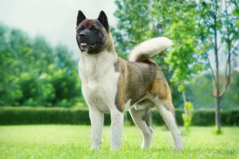 Akita americano
