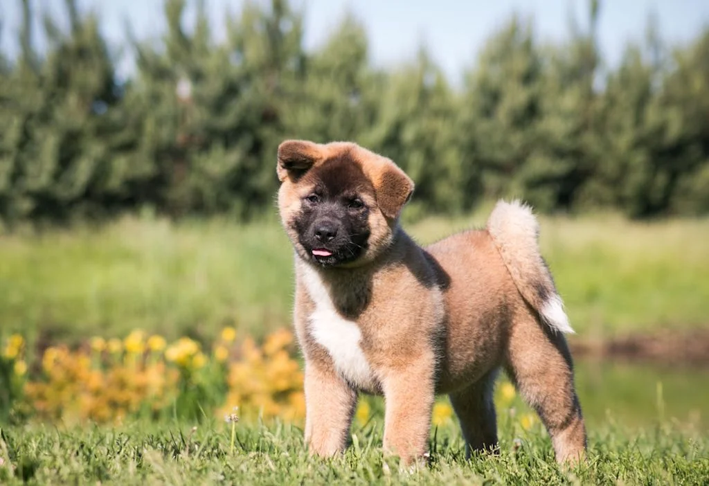 Cucciolo