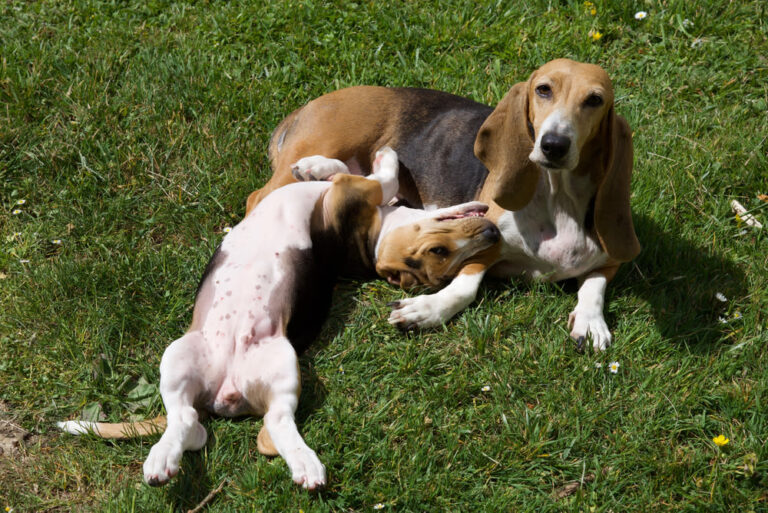 Basset Hound