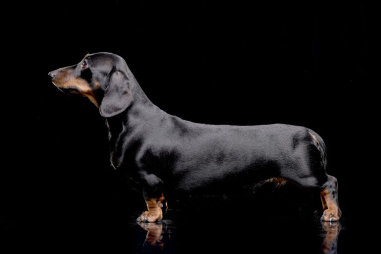 Bassotto