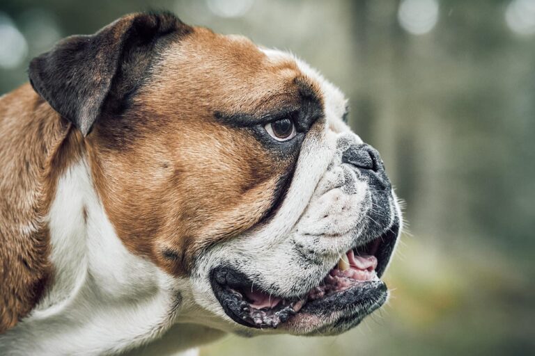 Palato molle nel cane: quando è necessario l’intervento chirurgico?