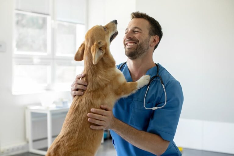 La castrazione del cane maschio