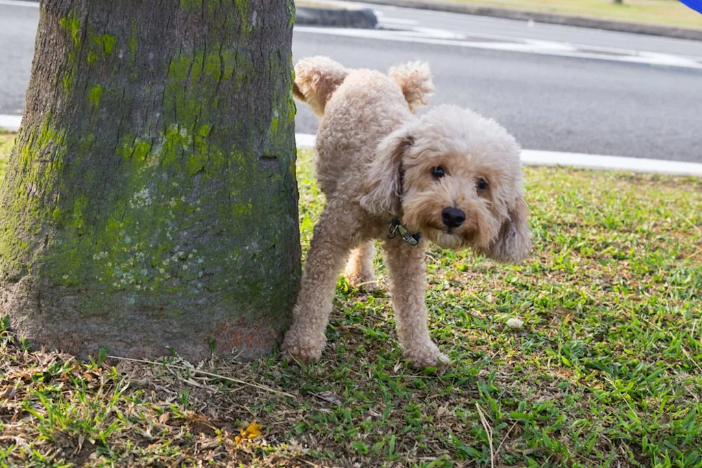 castrazione cane prezzo Photo 3.jpg