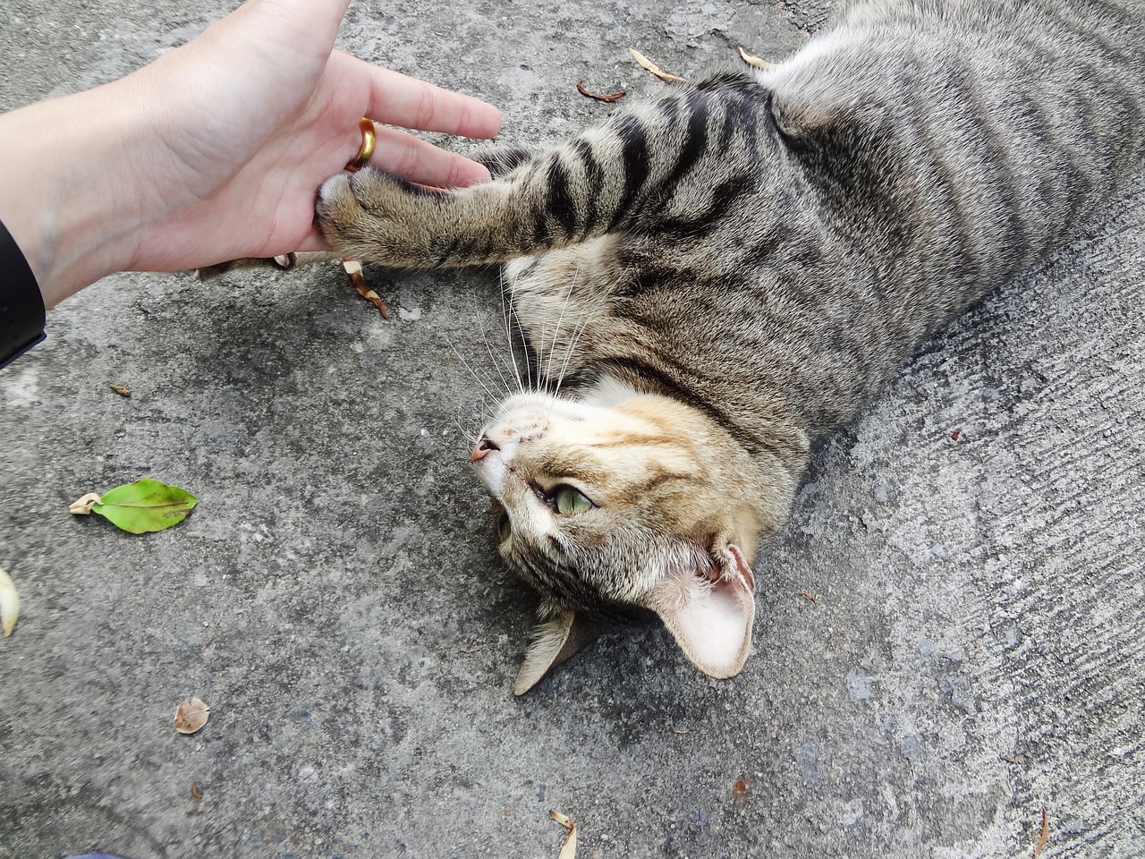 chat errant humain
