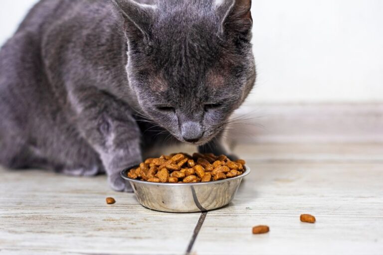 Cibo e gatti