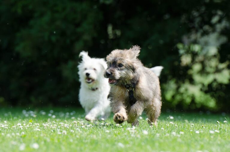 Raccomandazioni e costo dei vaccini per il cane