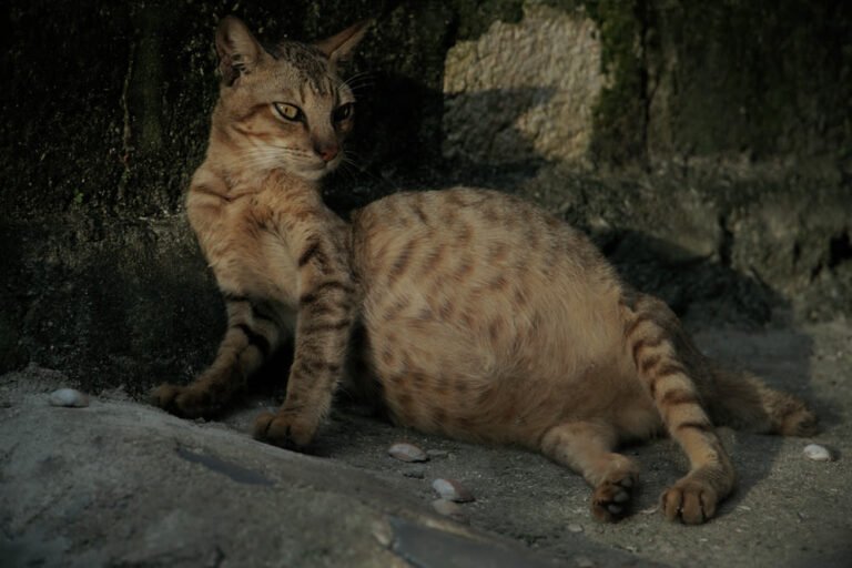 FIP – Peritonite Infettiva Felina