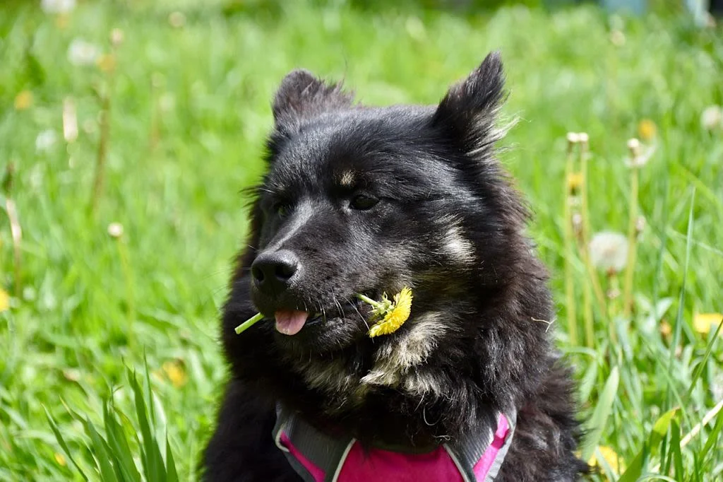 chien avec fleur-83