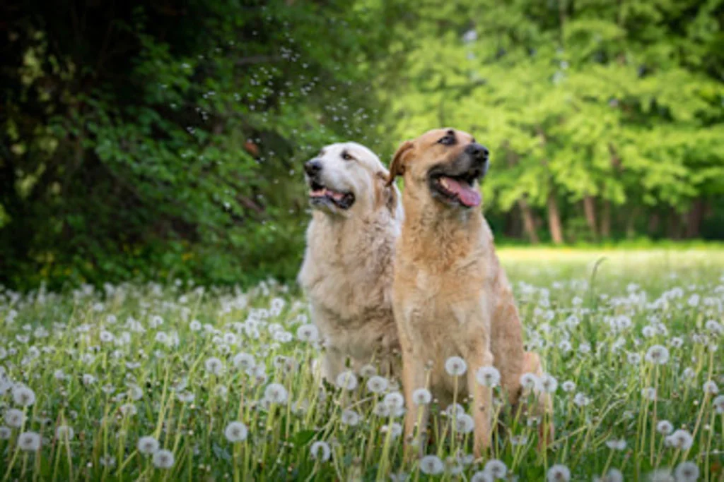 chien eurasier fleurs herbe