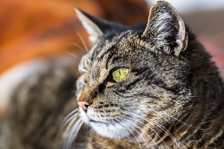 Nodulo nel gatto: cause, diagnosi e prognosi