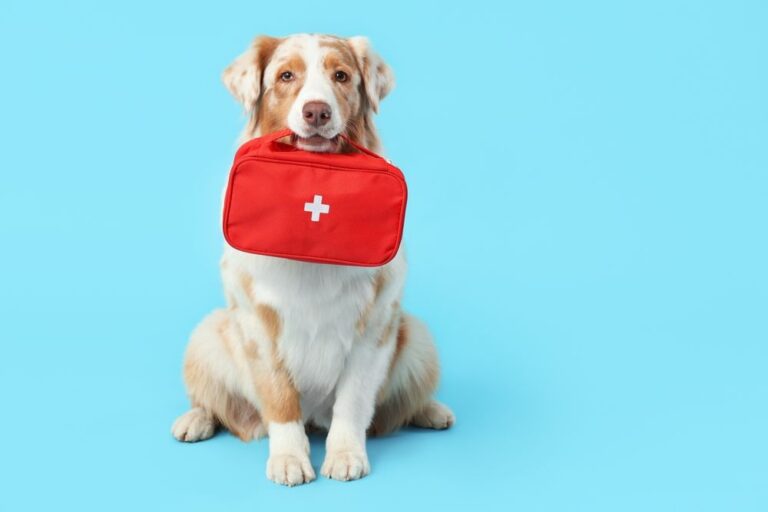 La migliore polizza sanitaria per cani e gatti