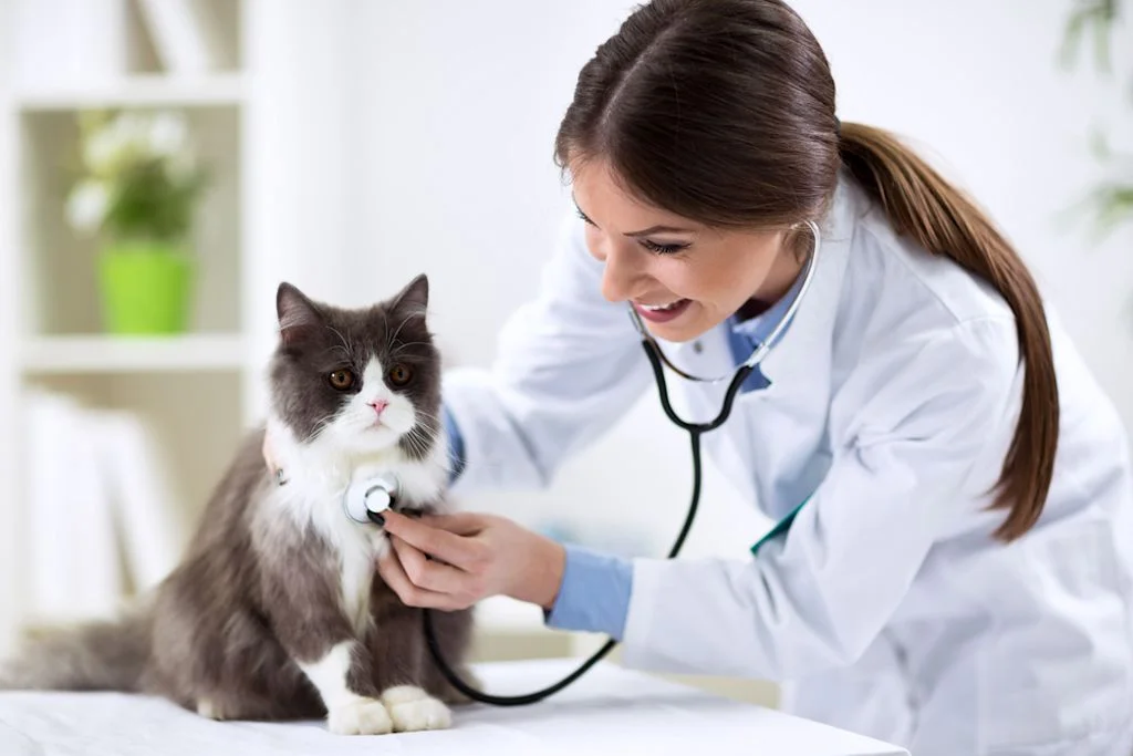 Assicurazione per visite veterinarie