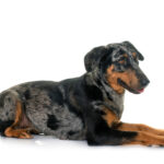 Esemplare di Beauceron arlecchino