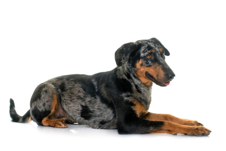 Pastore Beauceron