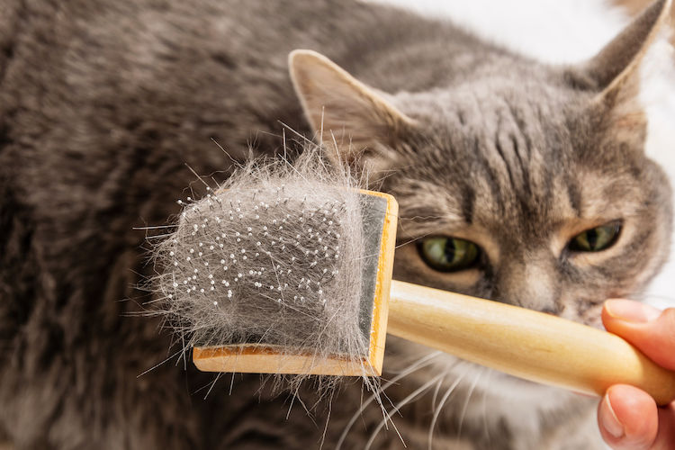 Muta del gatto: domande e risposte