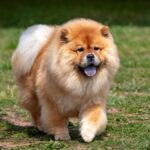 Chow Chow