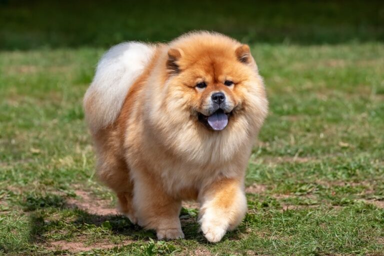 Razze canine cinesi