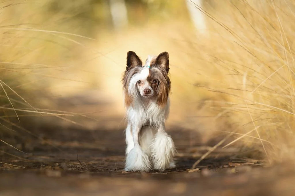 Chinese Crested Dog