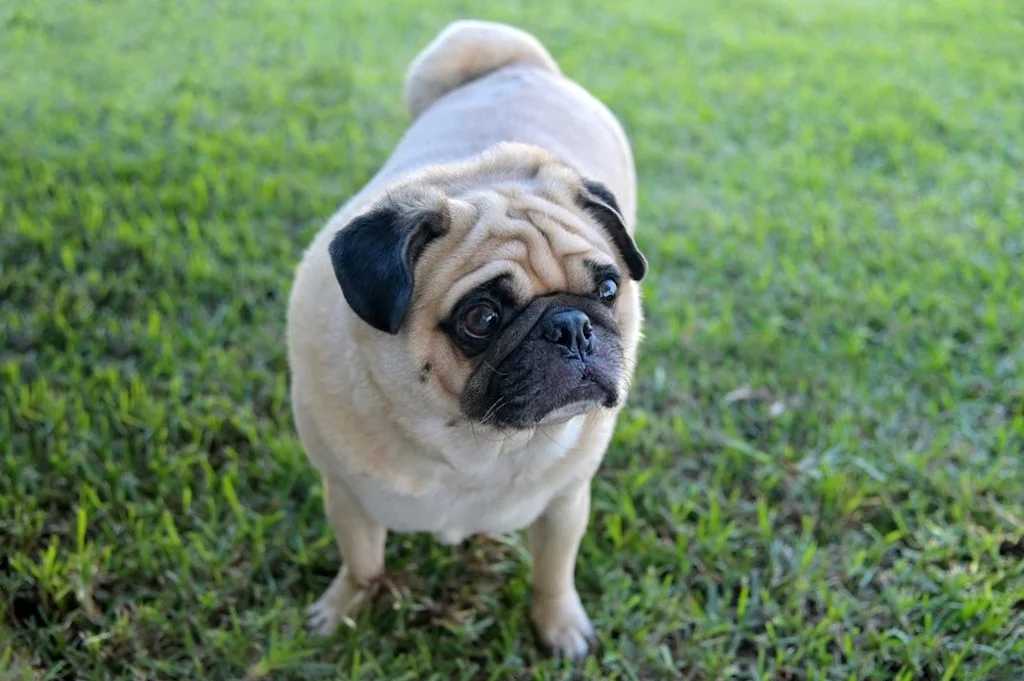 Carlino