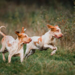 Bracco italiano