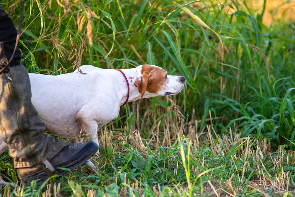 Pointer inglese