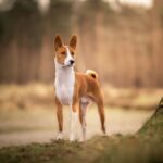 Il cane più antico del mondo
