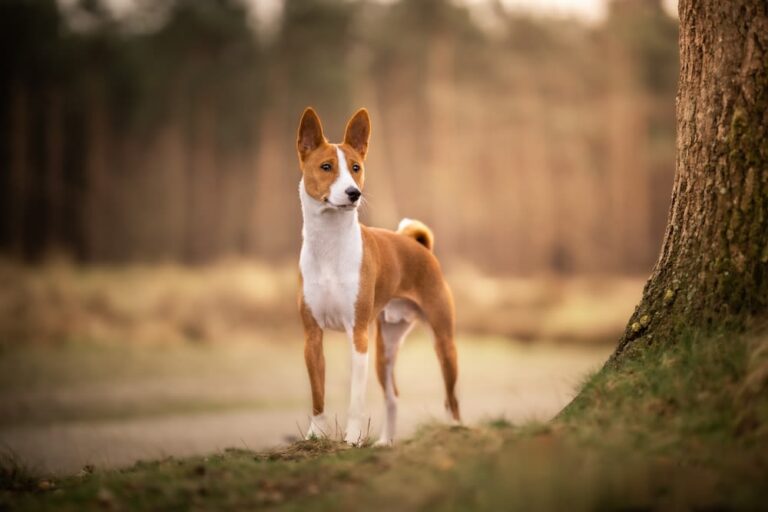 Prime razze di cani.