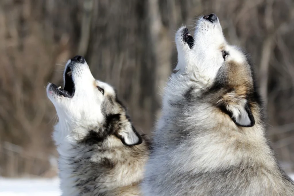 Alaskan Malamute