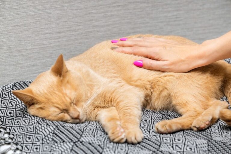 Le malattie più comuni di gatti e gattini