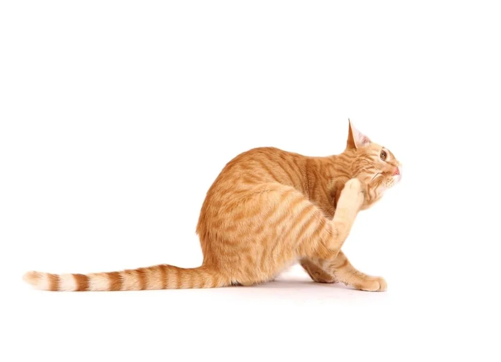 Prurito