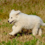 Cucciolo di pastore maremmano abruzzese
