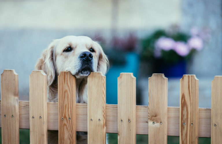 Nomi da dare ai cani maschi