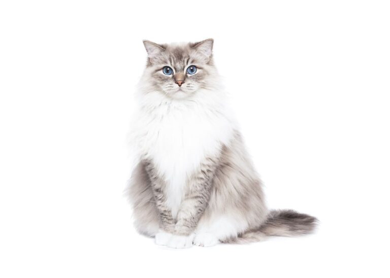Che nome dare a un gatto maschio?