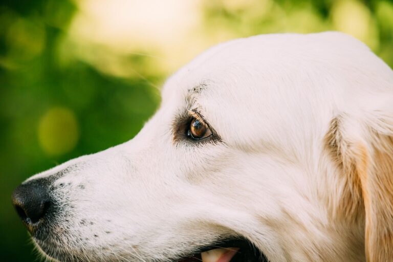 Orzaiolo nel cane: cause, sintomi e cura