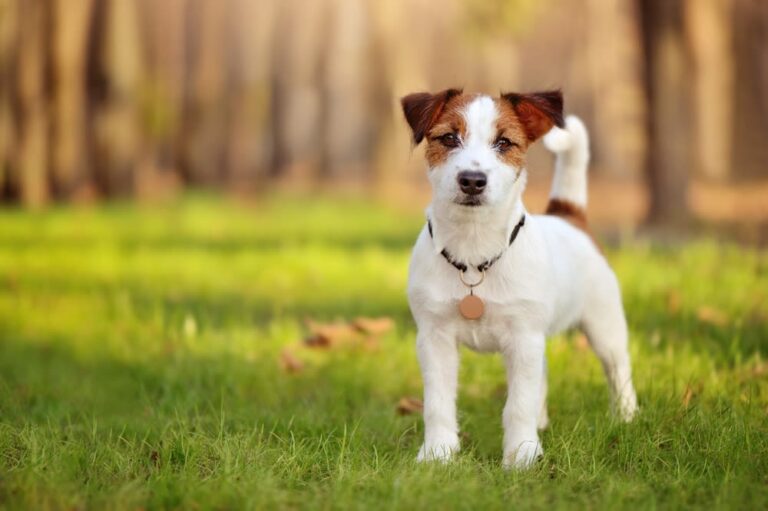 Nomi per cani femmina