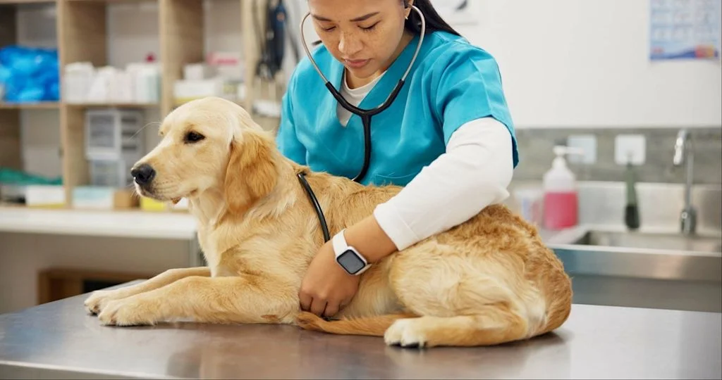 Rimborso visite veterinarie del cane