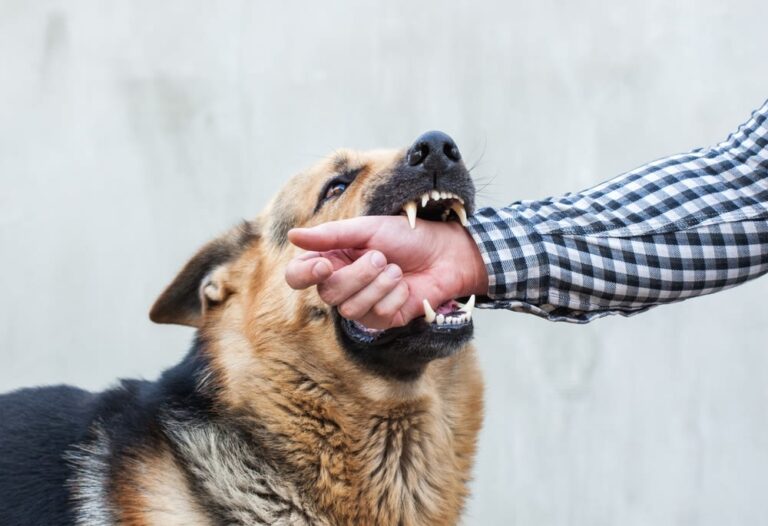 Assicurare il cane contro danni a terzi