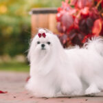 Bichon Maltese