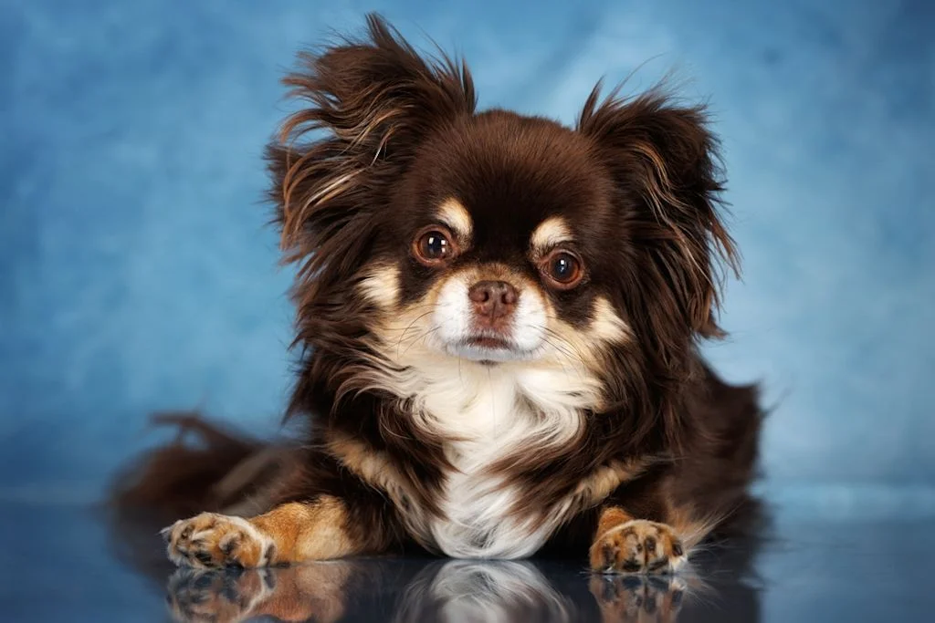 Chihuahua