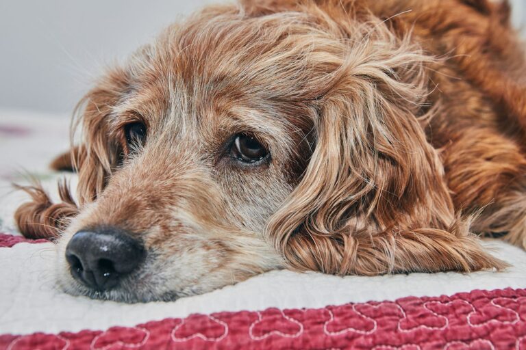 Anemia cane: cause, sintomi e come curarla