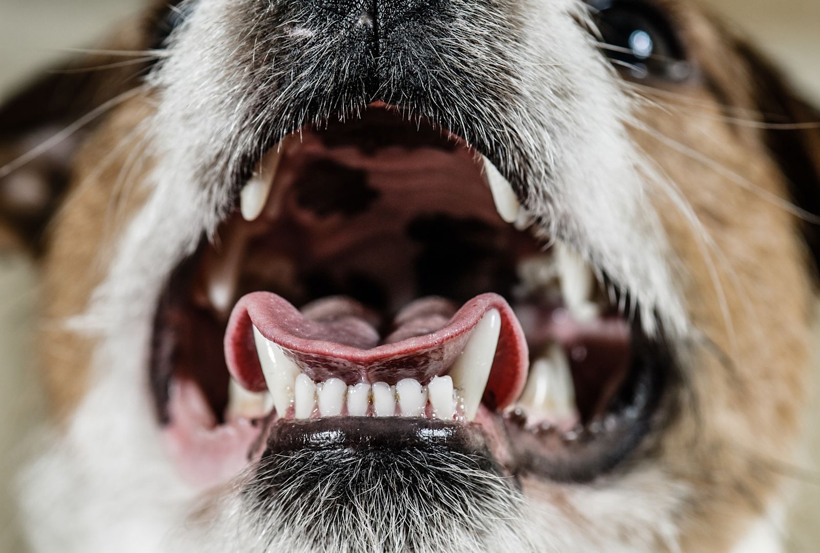 chien machoire