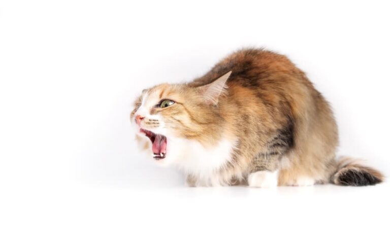 Cosa fare quando il gatto ha la tosse?