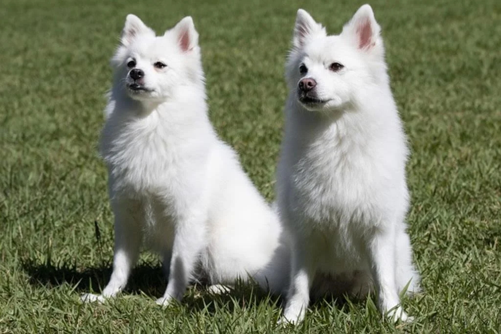 Spitz bianco
