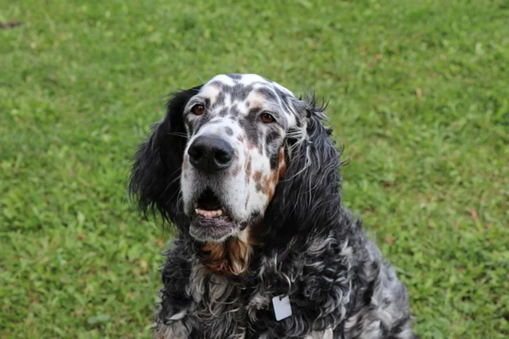 Setter inglese