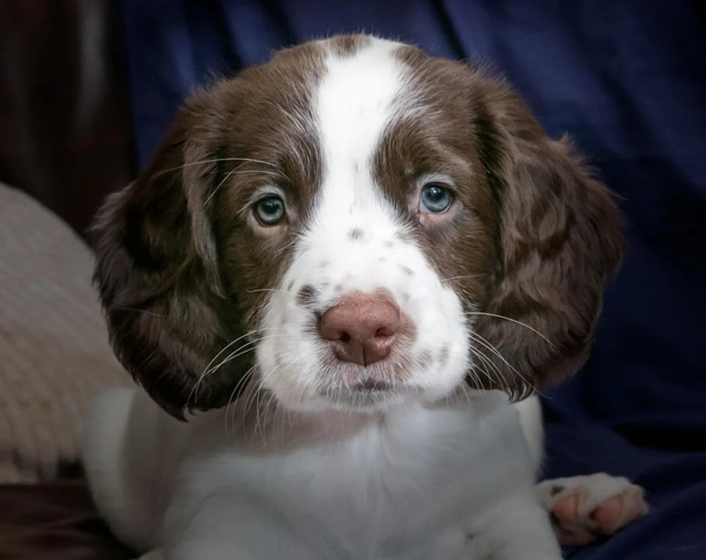 cucciolo di spaniel