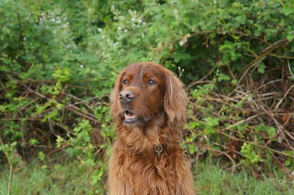 Setter